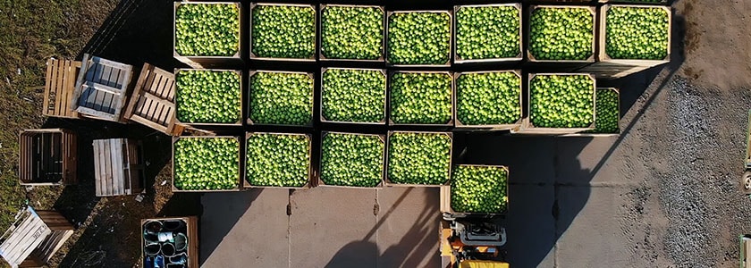 Apples in crates ready for factory
